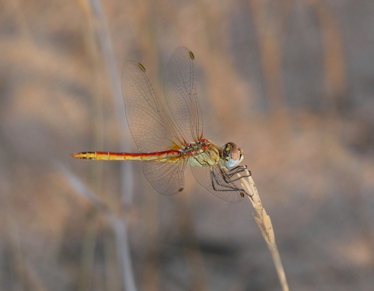 Sympetrum da determinare